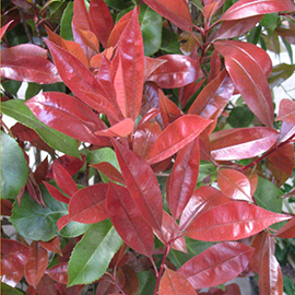 Photinia fraseri Red Robin.jpg
